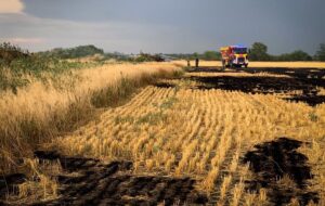 Новини України - На Миколаївщині вигоріло 70 гектарів пшениці
