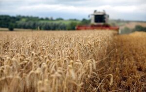 Новини України - В Україні прогнозують суттєве зменшення врожаю основних культур