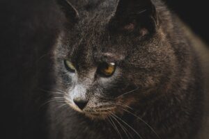 Новини культури - Гороскоп для всіх знаків зодіаку на вихідні 27-28 вересня 2025 року
