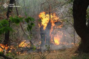 Новини України - На Хортиці спалахнула масштабна пожежа