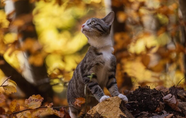 Новини України - Синоптики спрогнозували, якою буде погода в Україні в жовтні