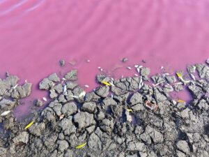Новини України - На Одещині масово загинула риба у рожевій водоймі