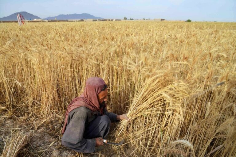 Новини світу - До Росії завозитимуть трудових мігрантів з Афганістану