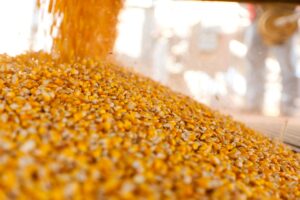 Новини бізнесу - Україна завершує жнива: результати за 2025 рік та прогнози на 2026-й