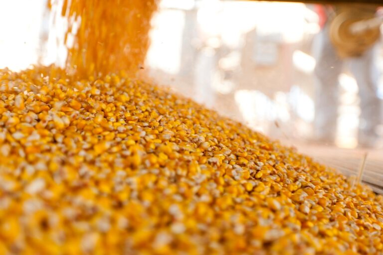 Новини бізнесу - Україна завершує жнива: результати за 2025 рік та прогнози на 2026-й