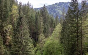 Новини України - До суду скерували справу щодо незаконної передачі землі у Мигово